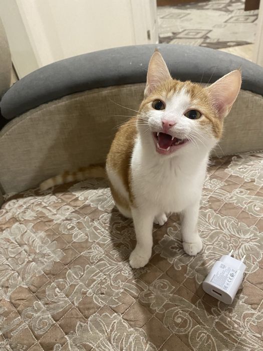 Отдам кошку в добрые руки