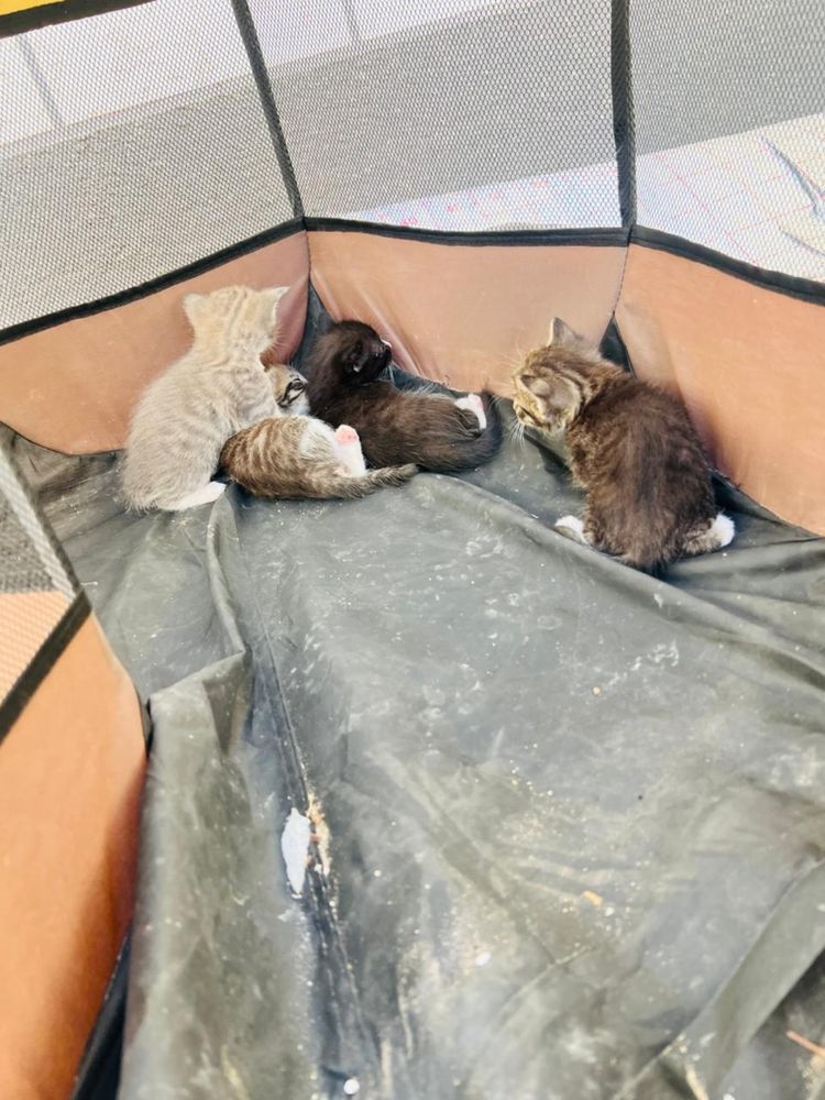 Бесплатно котята