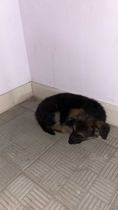 Щенку нужен дом! Срочно!