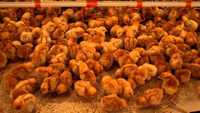 Суточные цыплята несушки Ломан Браун 3 мая