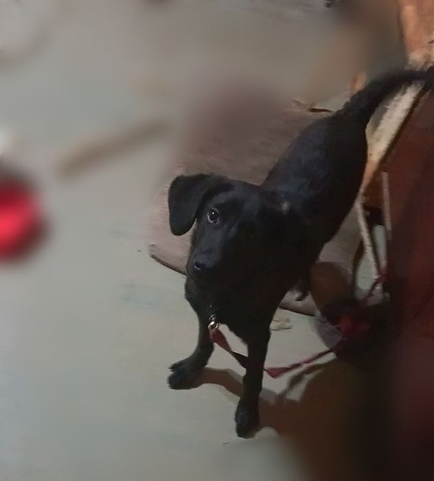 Отдам даром щенка Бобика в добрые руки.