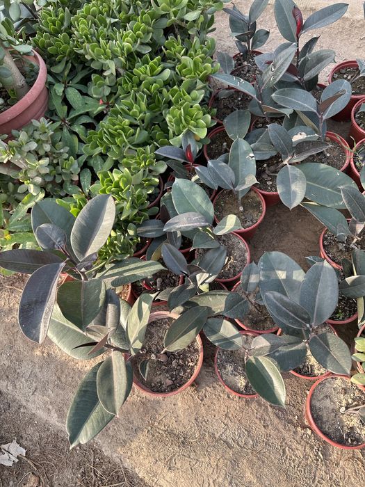 Qora shahzoda sotiladi