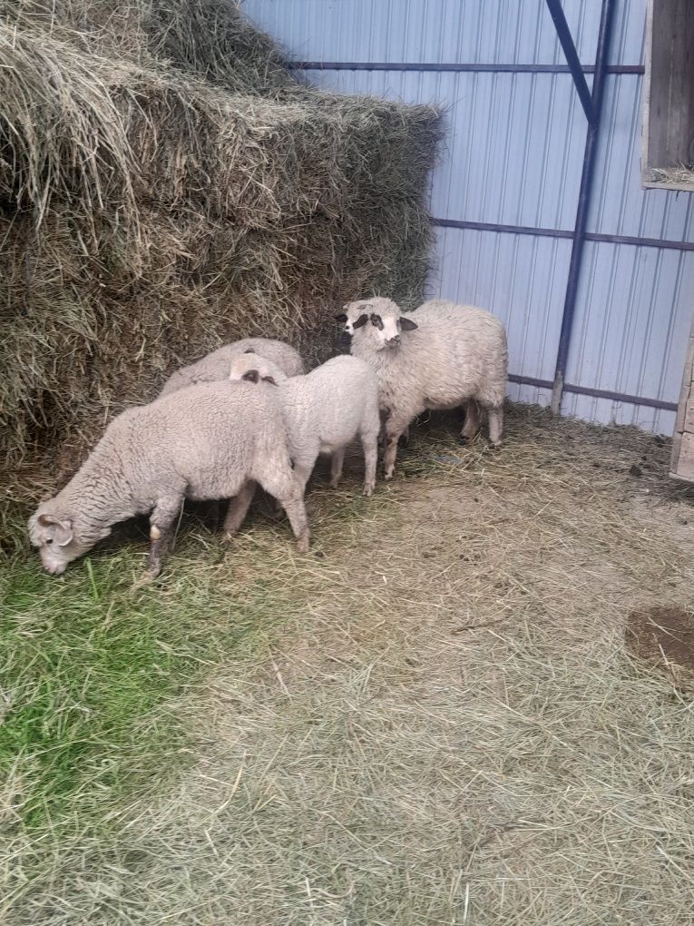 Vand sau schimb 4 berbecuti și o mioara