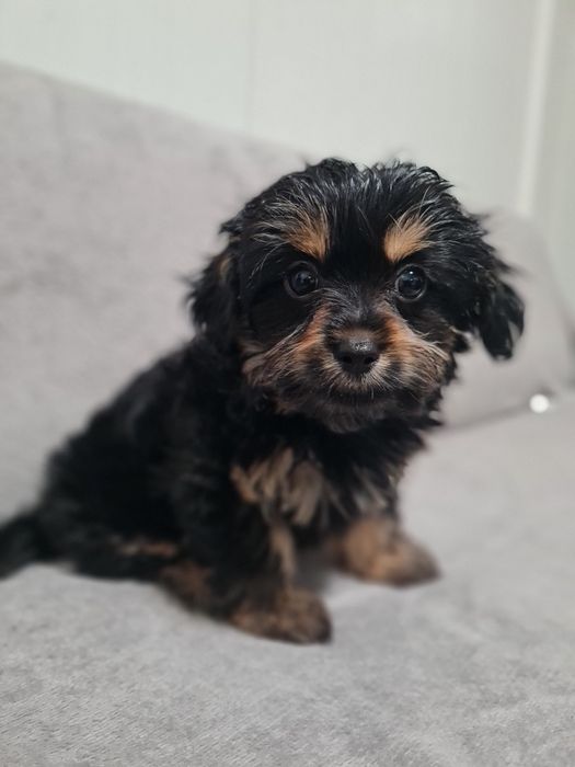 Йорширски Териер Йорки