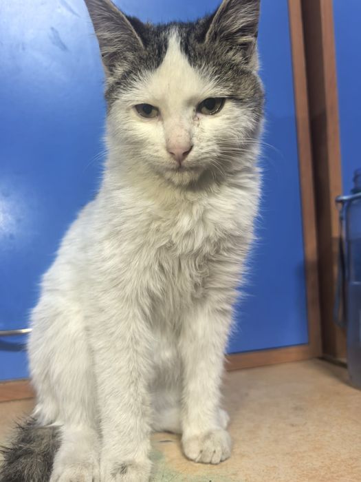 Отдам котёнка бесплатно !