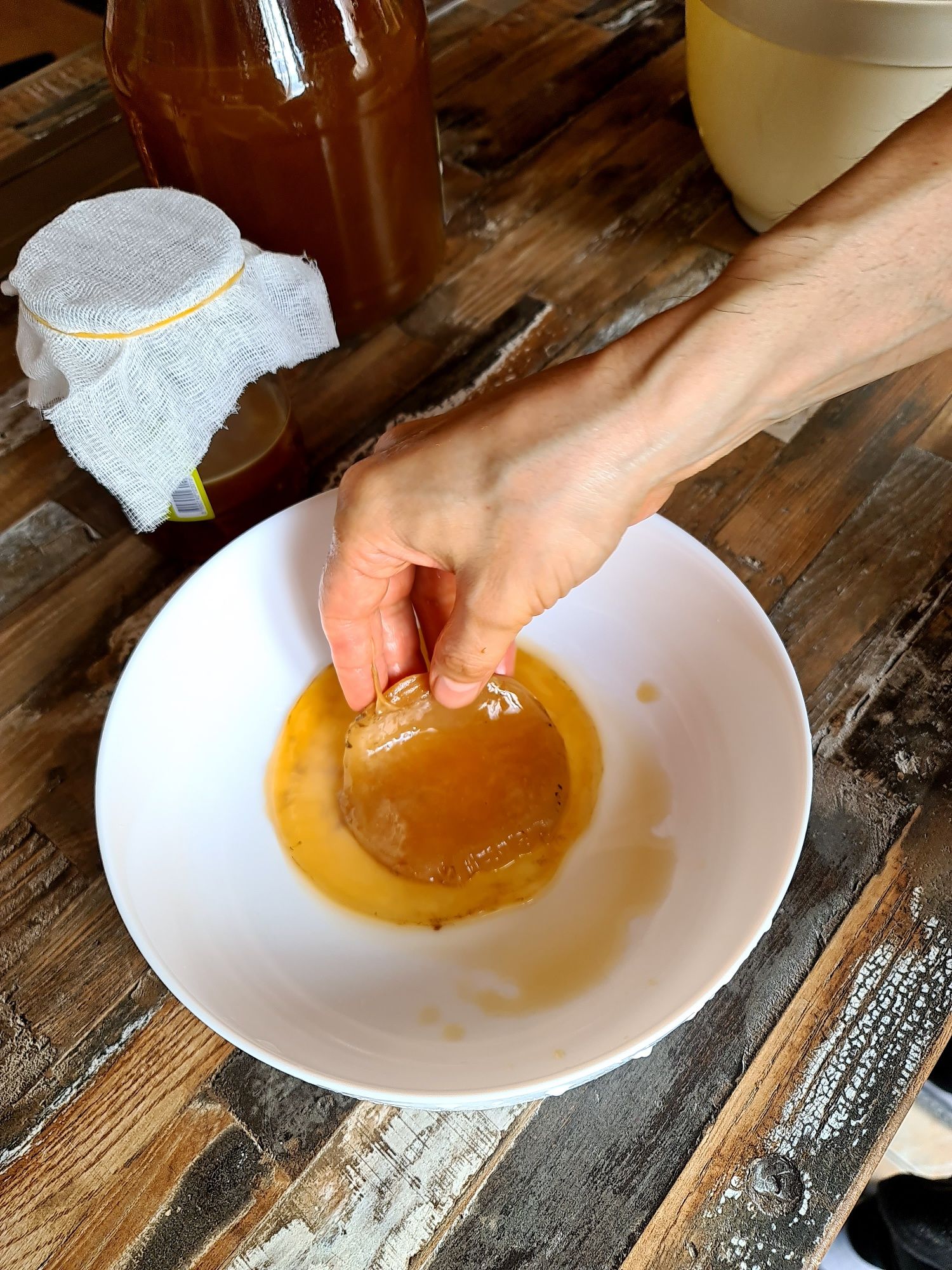 БИО Комбуча чаена Гъба scoby (Скоби) +Стартер течност за напитка