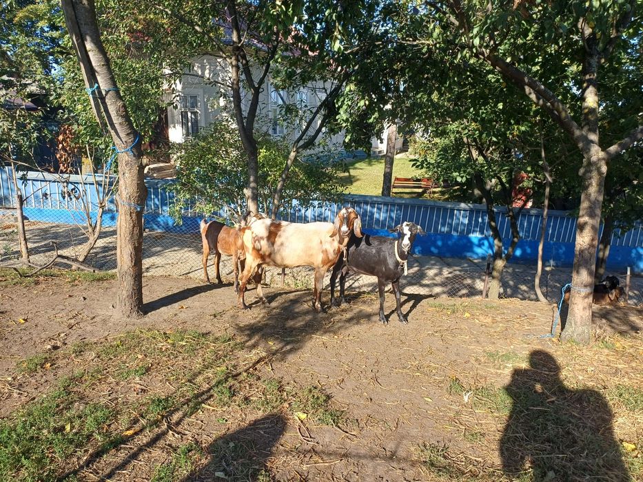 Vând capre și iede anglonubian