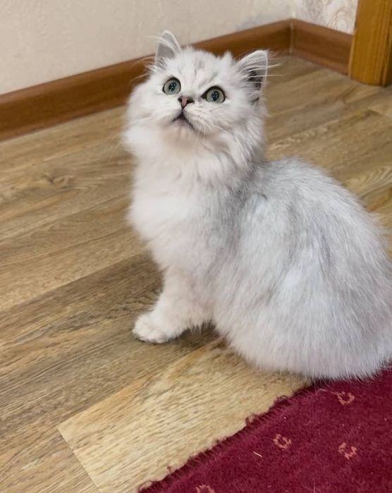 British haylend cats длинашерстная кошка