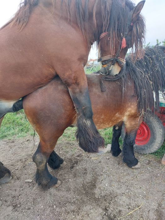 Vand armăsar ardenez de 4 ani