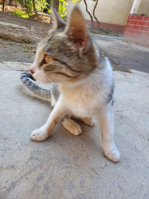 Красивая домашняя кошка(Чупа)