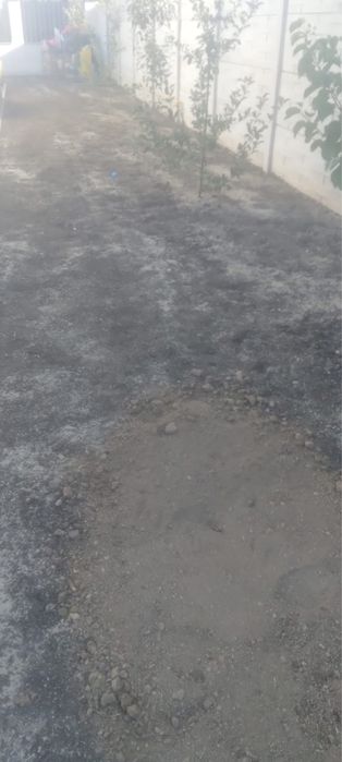 Gazon rulou calitatea 1