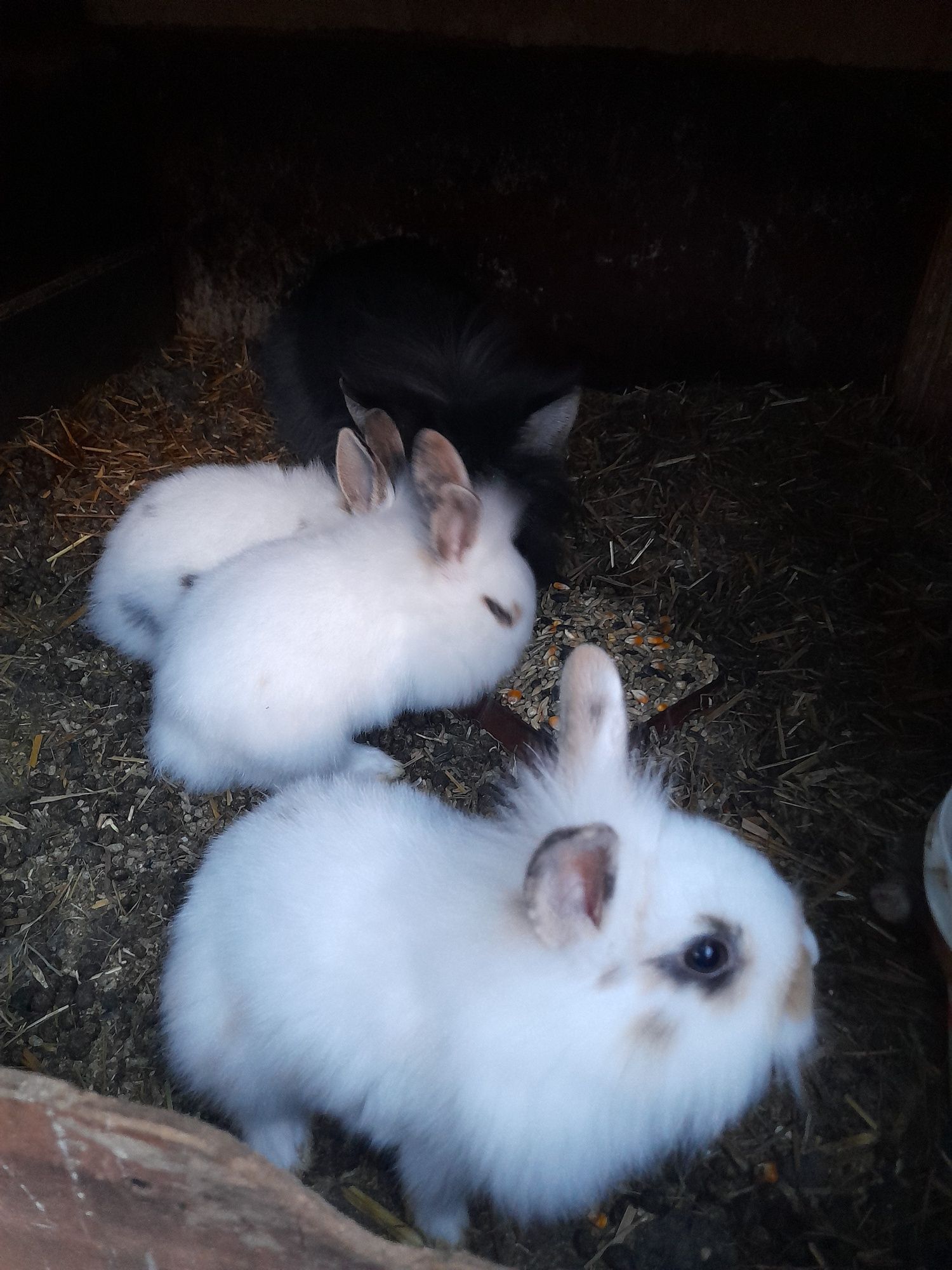 Pui și maturi din rase pure