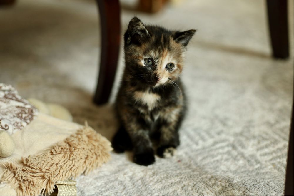 Отдам котенка в добрые руки