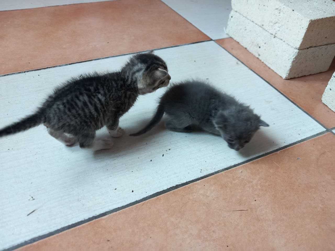 Подаряват се котенца - Kittens to give away - Kätzchen zu verschenken