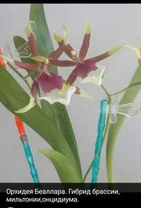 Продам орхидею, домашнее цветение