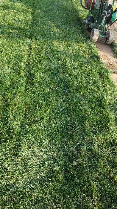 Газон экамиз рулонный хам ёткизамиз