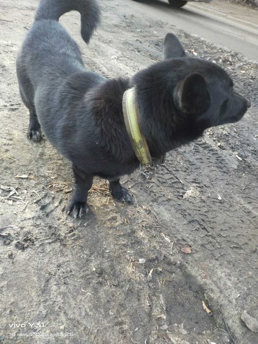 Чей пес в ошейнике?