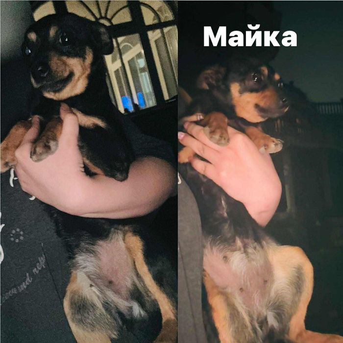 Пинчери немски на 2 месеца