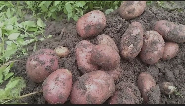 Картоша домашняя крупная отборная с доставкой