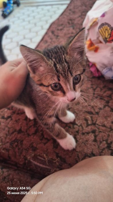 Отдам маленького кота бесплатно