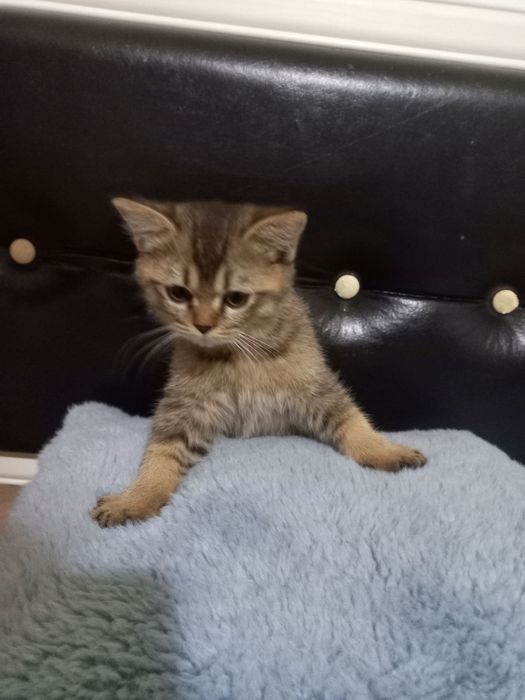 Продаётся котятя от правильный вязки