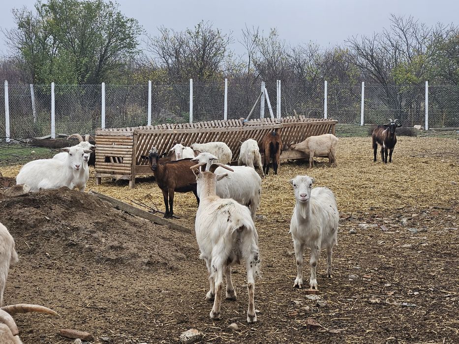 Vand 35 capre mari metis rezistente