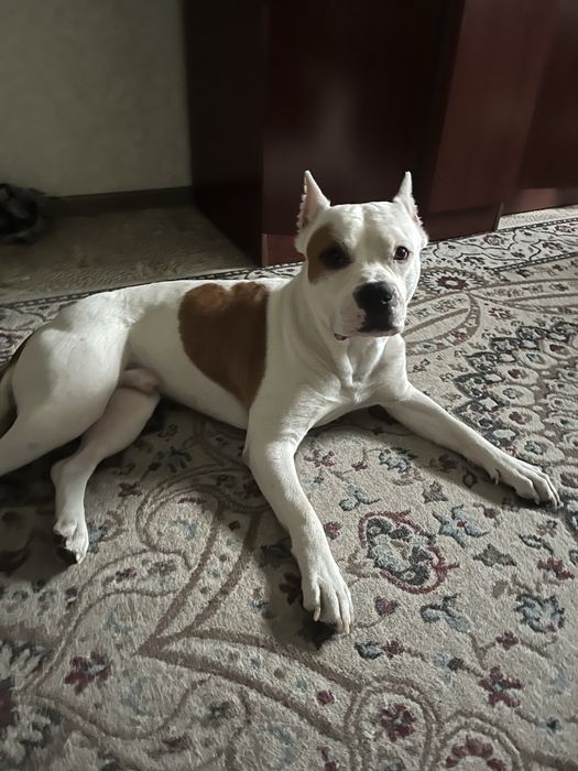 Кобель на вязку. 2,5 года АСТ. Полный пакет документов.