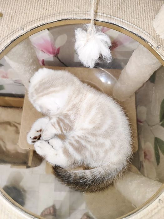 Продам шатланская вислоухого мальчика