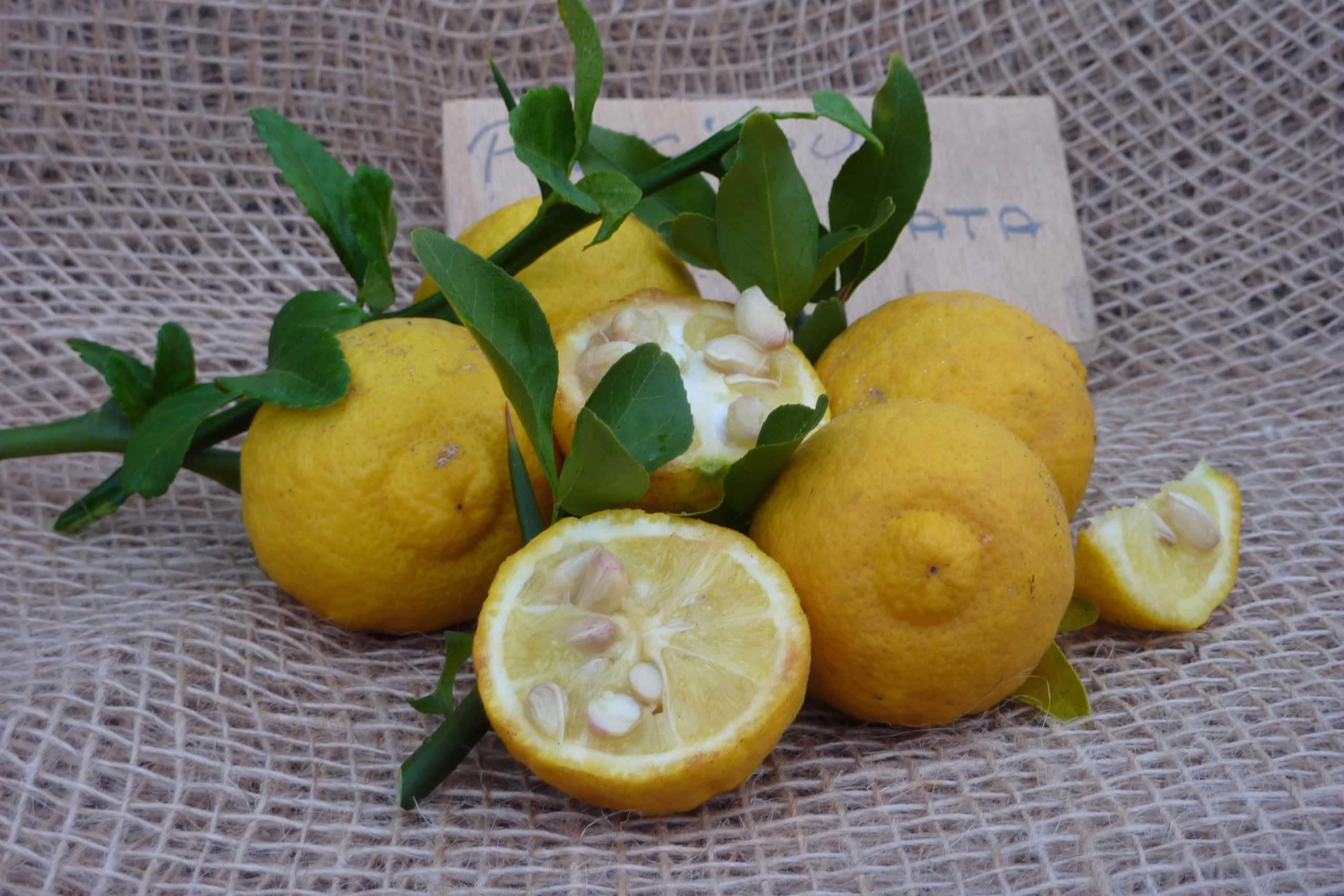 Див лимон - Poncirus trifoliata