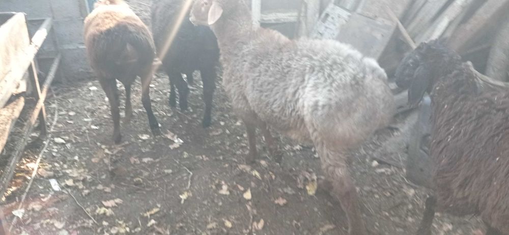 Кучкорлар сотилади зомин, киргиз, эдилбай, арашан