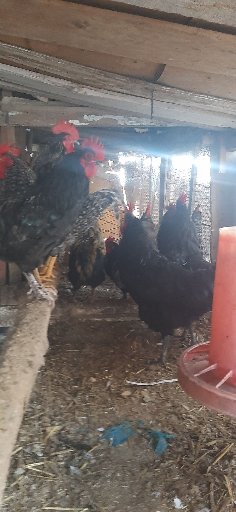 Hashak xorozlar sotilad