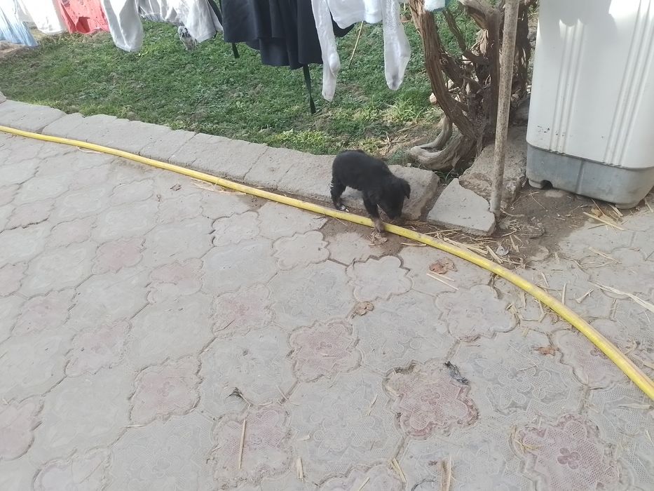 Кнопка кучук боласи