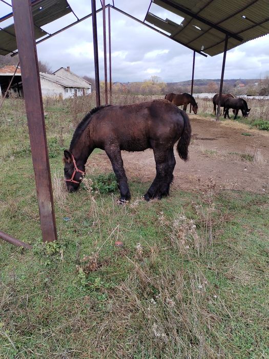Mânzi de 5 luni și unu de un an
