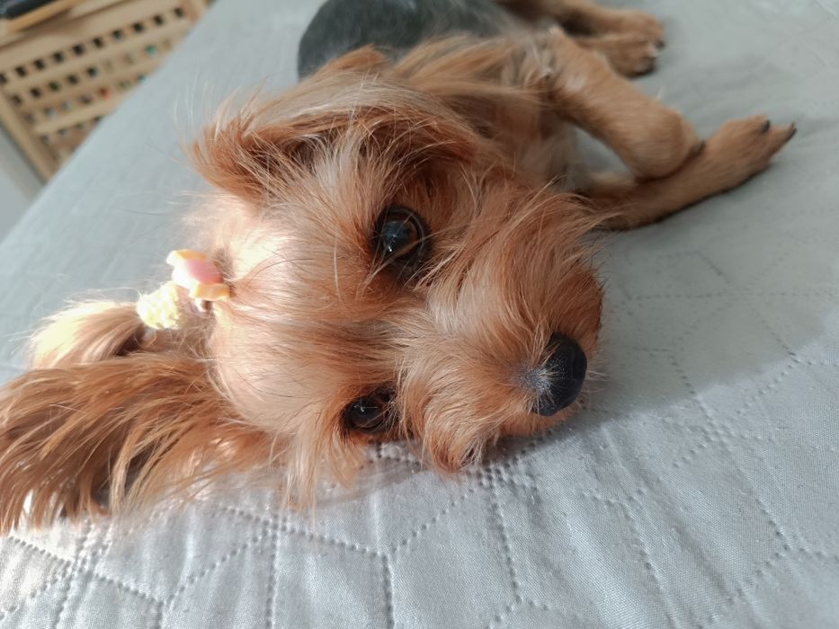 Отдава се мини йорки (3-годишен, възпитан, много спокоен)