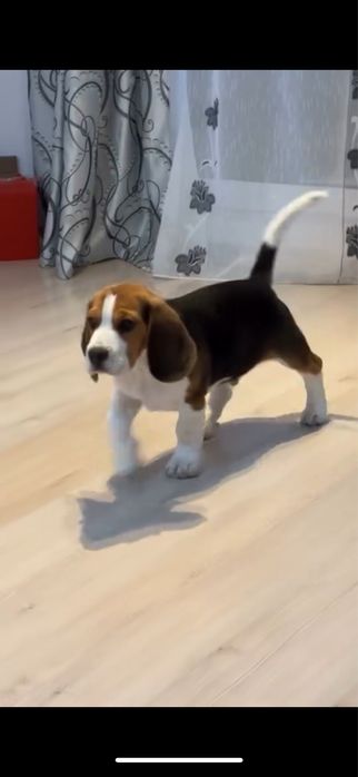 Beagle