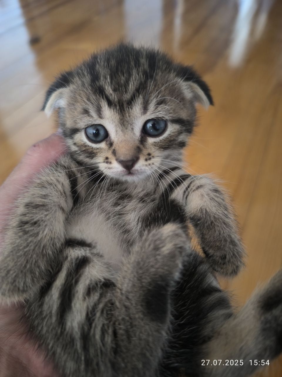 Вислоухие котята