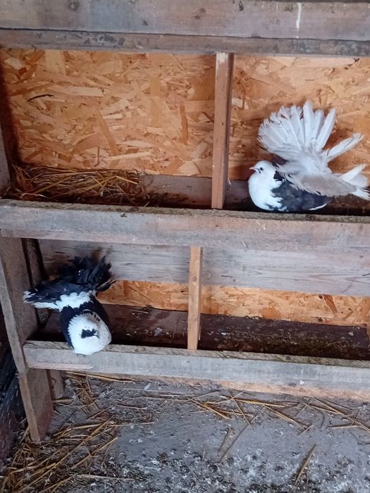 Vand/schimb porumbei