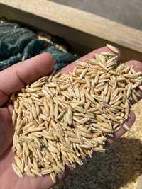 Продам пшеницу, ячмень, овёс, отруби оптом и в розницу