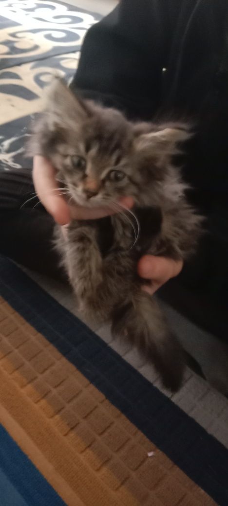 Продаю. Кота.   3. Месяца