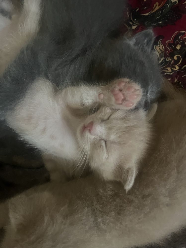 Mushuk bolalari tel qsela kelishamza,