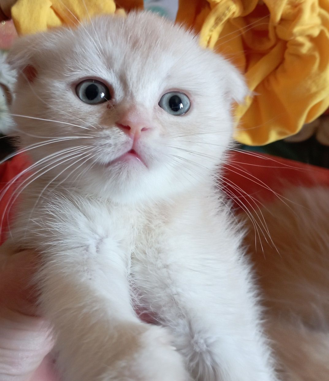 Вислоухие котята мальчики 2 мес.