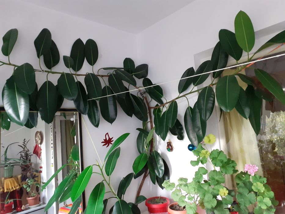 Ficus peste 2m,cu doua ramificații mari