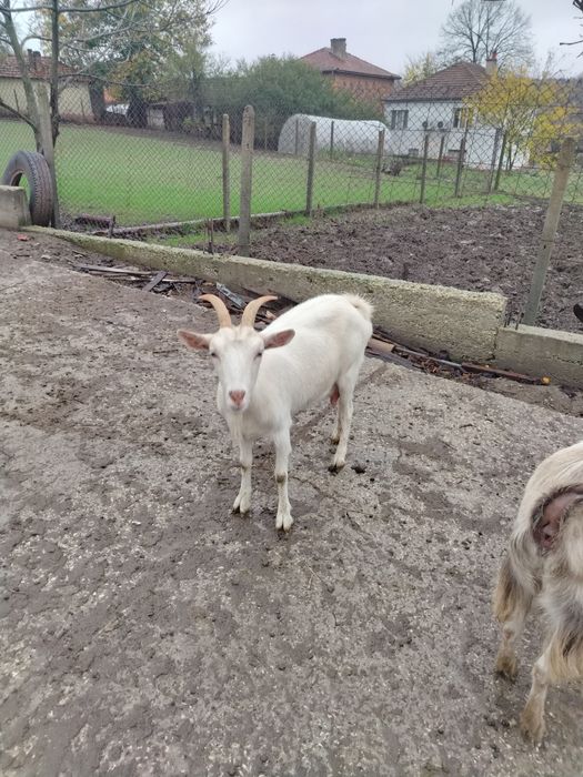 Две кози, заплодени