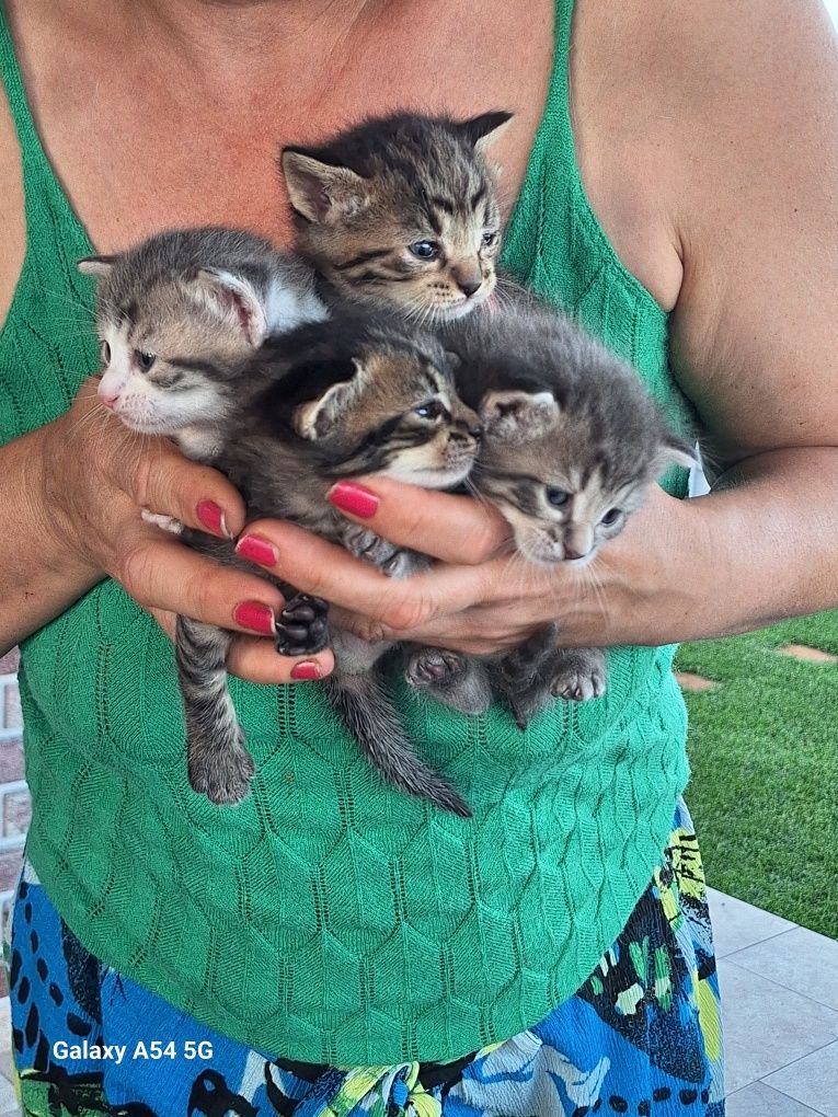 .Pisicuți pentru adopție !
