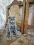 Шотландская кошка