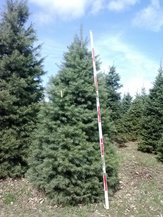 Abies nordmanniana, concolor, picea abies, nordmandiana, brad, molid