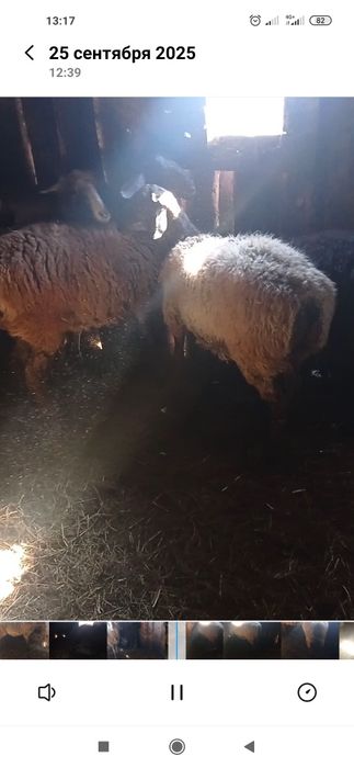 Продам молодых баран