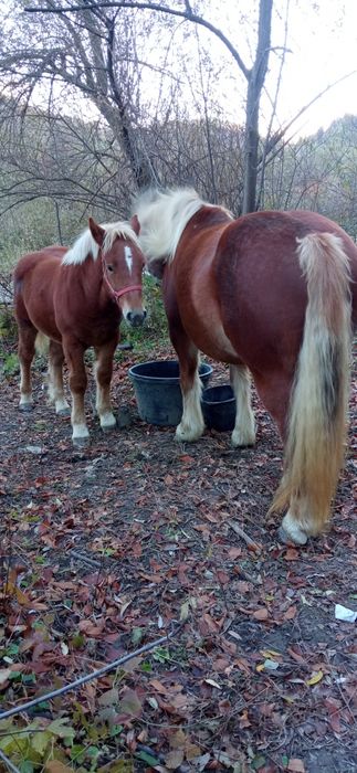 se vinde iapă cu mînz de 6 luni