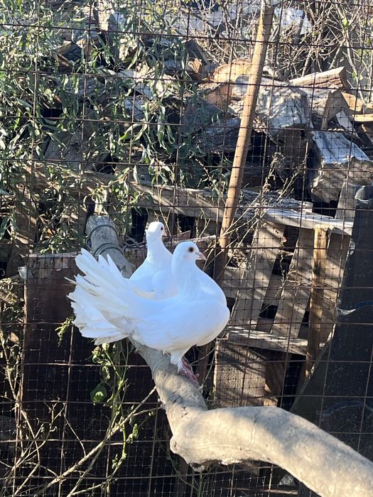 porumbei rotați albi