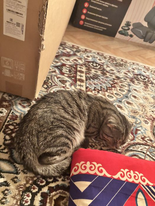 Отдам кошку 1 год